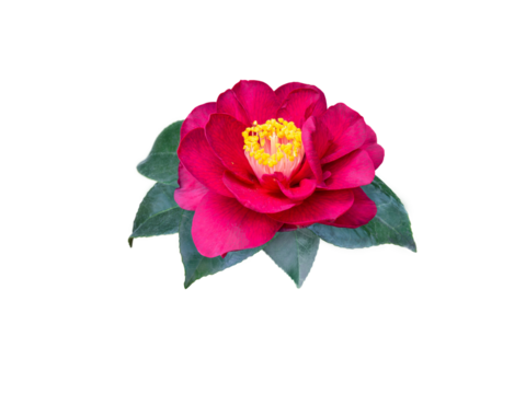 Dark-red camellia japonica double form flower and leaves isolated transparent png. Japanese tsubaki. Chinese symbol of love.