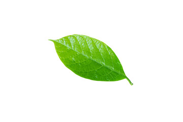 Avocado or Persea americana tree leaf closeup isolated transparent png. Bright green foliage.