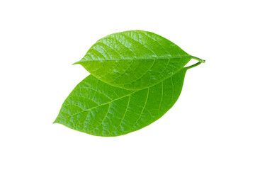 Avocado or alligator pear or Persea americana tree leaf closeup isolated transparent png. Green...