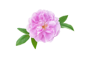 Old fashioned pale pink shrub rose aromatic flower isolated transparent png. - Powered by Adobe