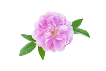 Old fashioned pale pink shrub rose aromatic flower isolated transparent png.