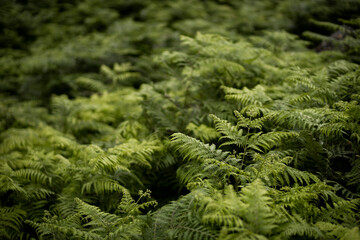 A close up of green ferns in an overgrown field