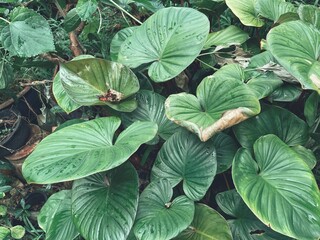 Beautiful of green tropical leaves