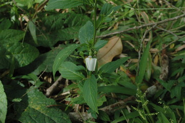 frog in the forest, flower differente 