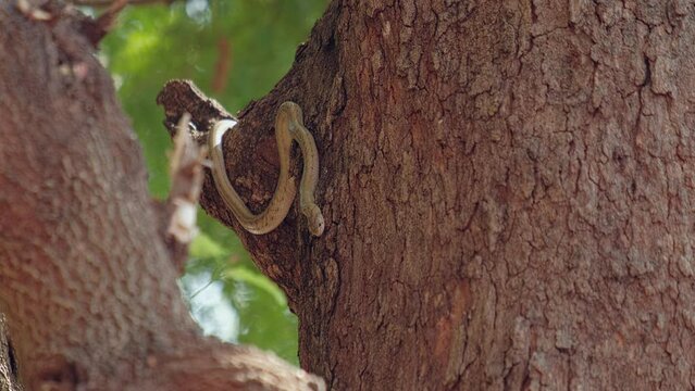 Kukri Snake crawling slowly on tree trunk, looking for prey. Survival concept.