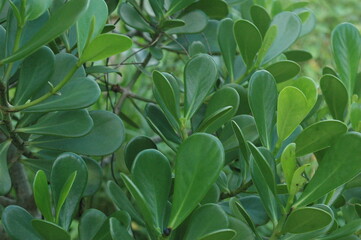 leaves background, Clusia comum