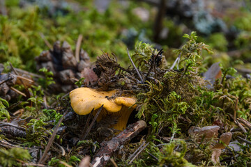 Edible chanterelle mushroom close-up in the natural environment, in the forest green moss on a summer evening.
