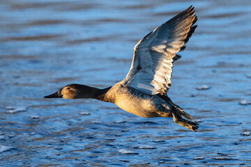 A female Canvasback duck flying over a lake in Wintertime at sundown. Close up flight view.