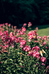 Obraz premium A close up of wild flowers growing in a field