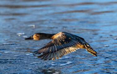 A beautiful female Canvasback duck flying close to the water, heading towards the last light of day over a Winter lake. Close up flight shot.