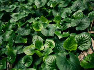 green leaves background