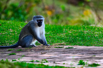 A vervet monkey in South Africa