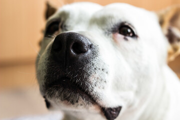 Portrait of cute dog looking up