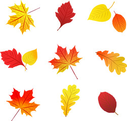 Set of autumn red yellow orange leaves, vector