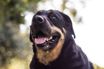 Portrait of mixed breed dog in the yellow fields