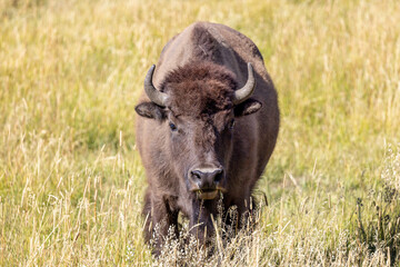 buffalo in the field, Grand Teton National Park, Wyoming