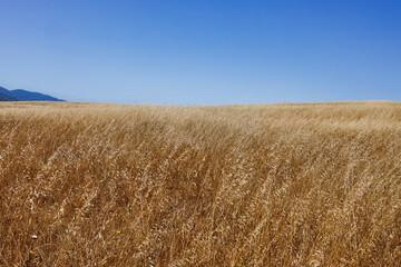 Dry grass over the blue sky, countryside landscape