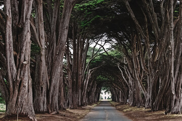 Cyprus tree tunnel with no people