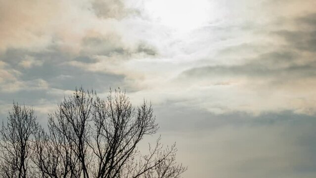 niebla moviéndose lentamente con el sol y un árbol solitario