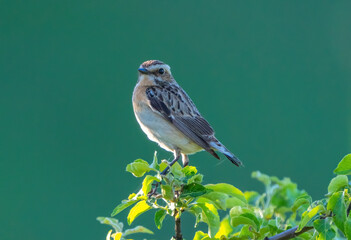 Meadow Saxicola bird sits on a branch on a blurry green background