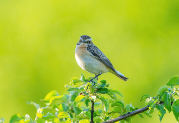 Meadow Saxicola bird sits on a branch on a blurry green background