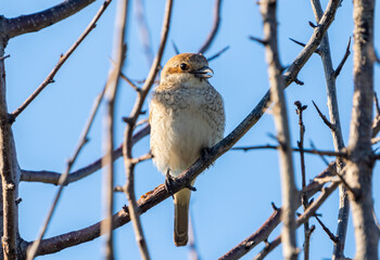 Fototapeta premium Female shrike vulture Red-backed shrike sits on a tree branch