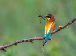 A European bee-eater bird sits on a dry tree branch and holds a huge dragonfly in its beak