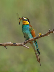 A European bee-eater bird sits on a dry tree branch and holds a huge dragonfly in its beak