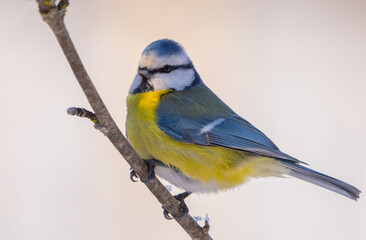 the Eurasian blue tit bird sits on a branch close-up on a sunny frosty winter morning