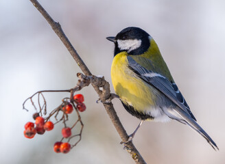 The Great tit bird, Parus major, sits on a branch of a red mountain ash on a frosty winter morning