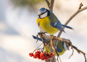 the Eurasian blue tit bird sits on a branch of a red mountain ash covered with snow on a sunny frosty morning