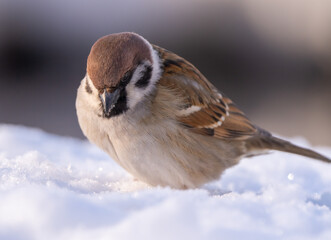 A sparrow bird, on a frosty winter morning, jumps through deep snow in search of food