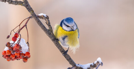 the Eurasian blue tit bird sits on a branch close-up on a sunny frosty winter morning - obrazy, fototapety, plakaty