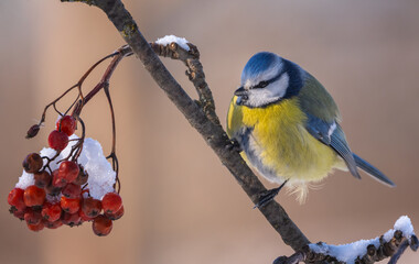 the Eurasian blue tit bird sits on a branch of a red mountain ash covered with snow on a sunny frosty morning