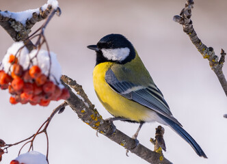The Great tit bird, Parus major, sits on a branch of a red mountain ash on a frosty winter morning - obrazy, fototapety, plakaty