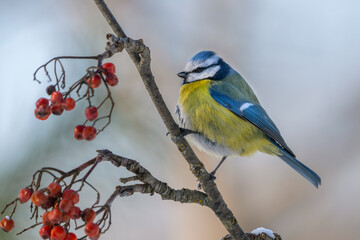 the Eurasian blue tit bird sits on a branch of a red mountain ash covered with snow on a sunny frosty morning