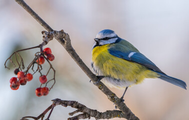 the Eurasian blue tit bird sits on a branch of a red mountain ash covered with snow on a sunny frosty morning