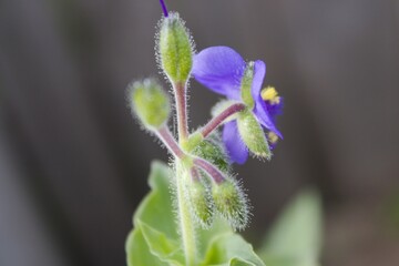 Hermosa Flor morada