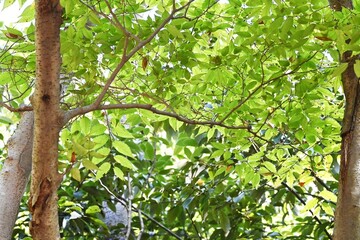 Fototapeta premium Zelkova serrata trunk, branches and leaves. Ulmaceae deciduous tree. Because of its good shape, it is used street tree. In Japan, it is used as a building material for building temples and shrine.