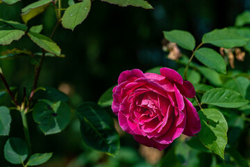 roses blooming in summer