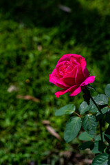 roses blooming in summer