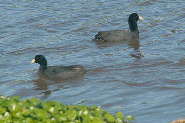 Twoo moorhens swimming in the lake