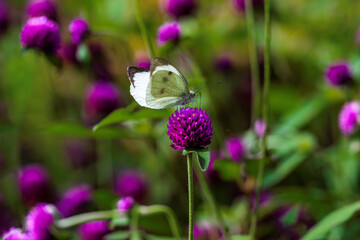 Thousand-day red blooming in summer