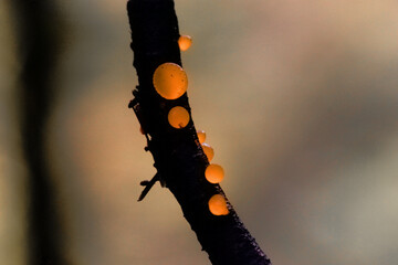 Brightly coloured fungi