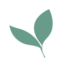 green leave isolated on white background