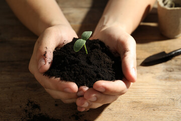 Woman holding soil with seedling at wooden table, closeup