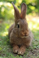 Cute fluffy rabbit on green grass outdoors