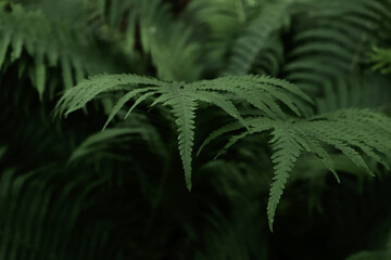 Beautiful fern with lush green leaves growing outdoors, closeup