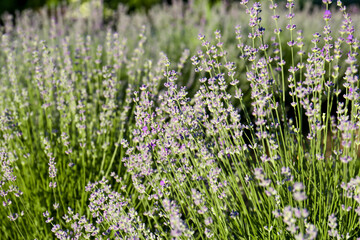 Fototapeta premium Beautiful lavender flowers growing in field, closeup