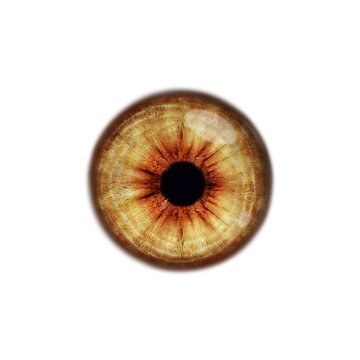 Closeup of beautiful brown eye on white background